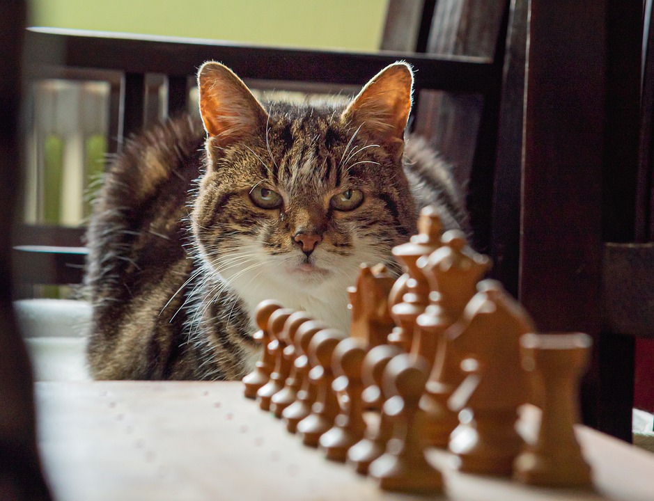 Having an indoor cat