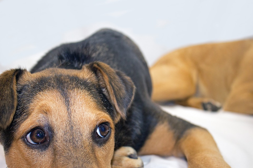 Tips on introducing a rescue dog into your home.