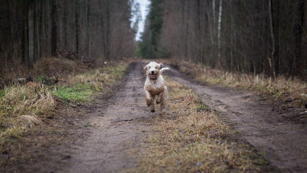 Exercising your dog
