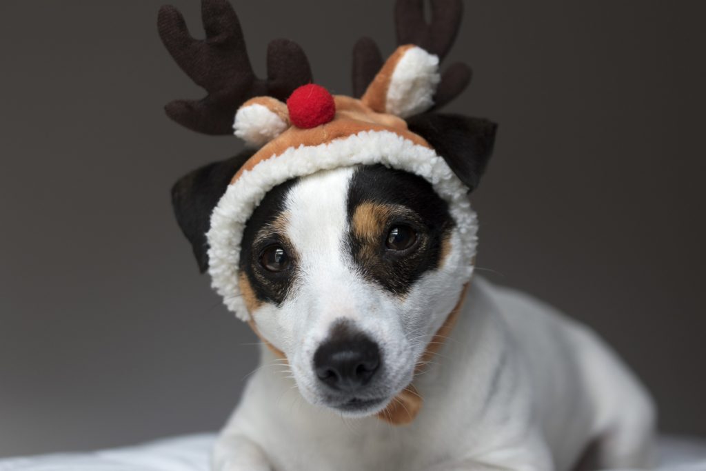 Games to play with your dog this Christmas.