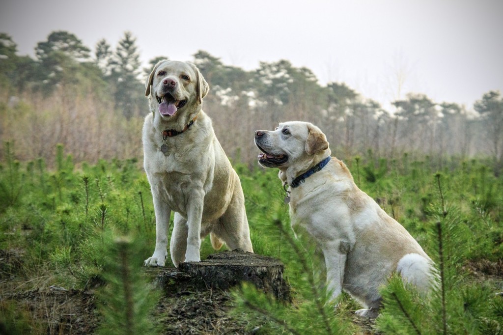 Top 5 dog breeds