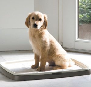 puppy on eco friendly bed