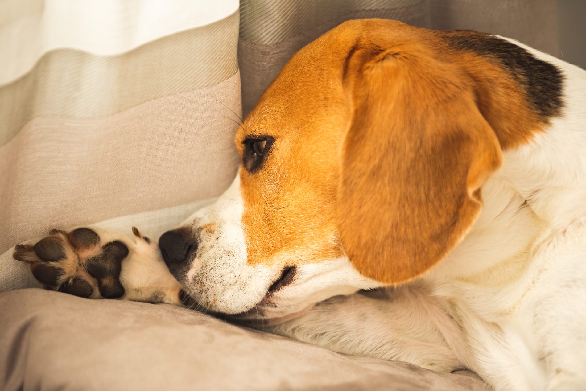 Understanding and Managing Pet Allergies | PJ Pet Products